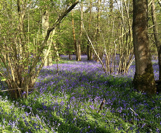 Bluebell wood hotspot image